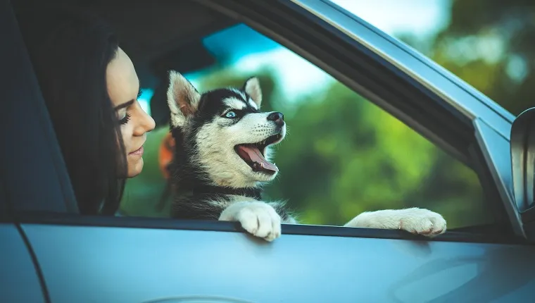 Dog and Woman on Adventure in Car