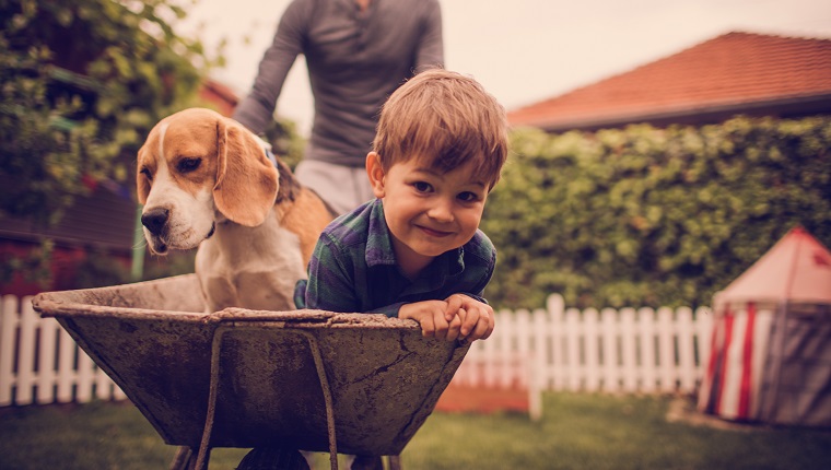 Photo of little smiling boy, his dad and dog having fun outdoors. Dad is driving them in a wheelbarrow.