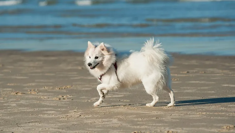 Japanese Spitz Dog Breed Information & Pictures – Dogtime