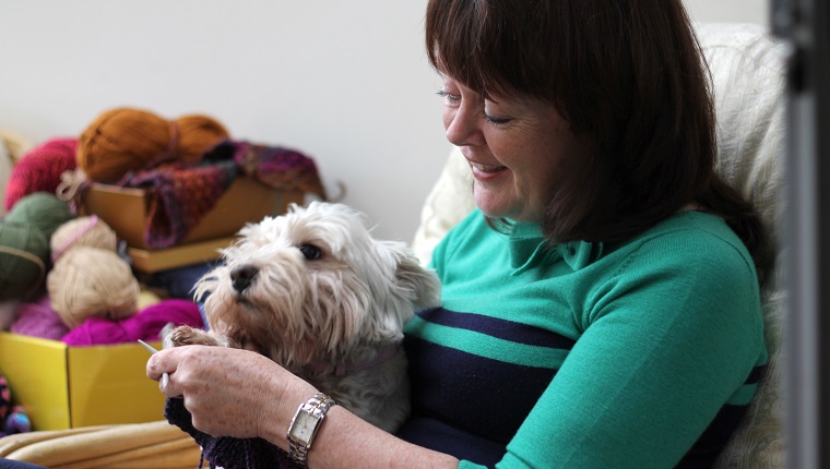 Mature woman sits in a sun room, knitting, and is interrupted by her pet dog, a white West Highland terrier. She is surrounded by yarn wool of many colours. She laughs at the dog's attempts to get attention. Trust, love, companionship, traditional craft.