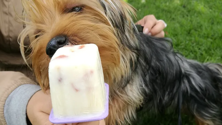 4 Easy Homemade Dog Ice Cream Recipes - Golden Woofs