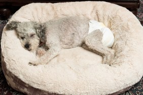 Old yorkshire terrier poodle mix dog asleep on her bed and wearing a doggy diaper for incontinence
