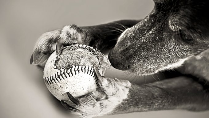 dog chewing old baseball