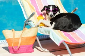 Funny female dog sunbathing on summer vacation wearing sunglasses. Pet relaxing on a hammock at swimming pool.