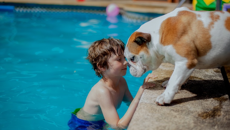 boy at pool and english bulldog