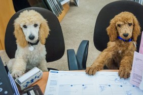 Working like a dog - Two poodle puppies sitting at a desk
