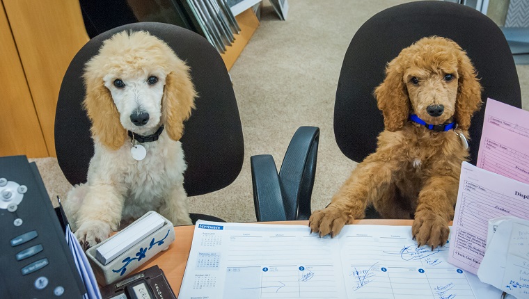 Working like a dog - Two poodle puppies sitting at a desk