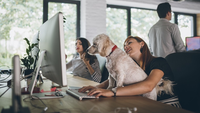 Group of creative coworkers working in pet friendly office, with their cute dog on take your dog to work day