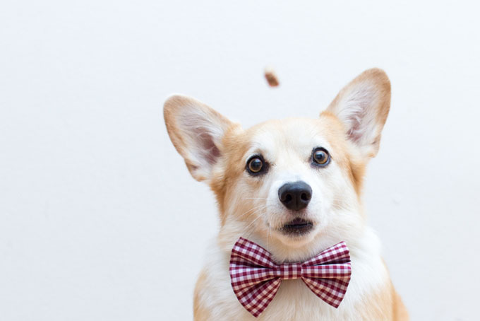 New Chicago Dog Food Company Battles Invasive Fish Species - DogTime