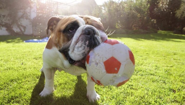 bulldog with soccer ball