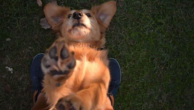 Dog feet corn outlet chips