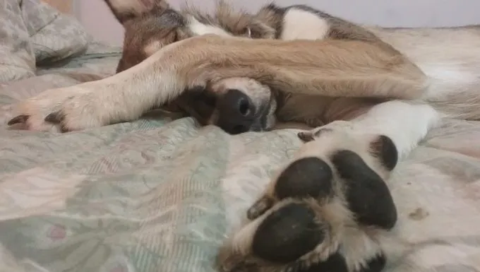 dog on bed stretching out paw