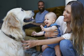people-friendly dog greeting woman and baby