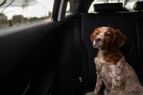 dog in car looking out window after being left alone in a vehicle
