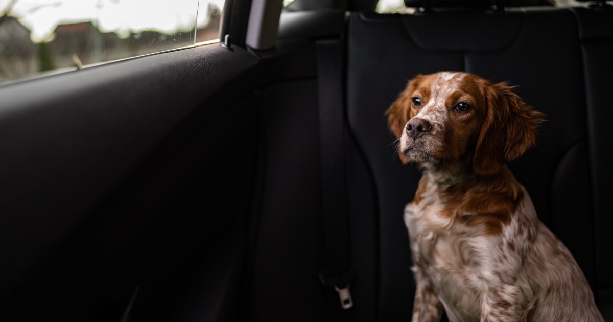 Can I Leave My Dog in the Car for Just a Few Minutes?