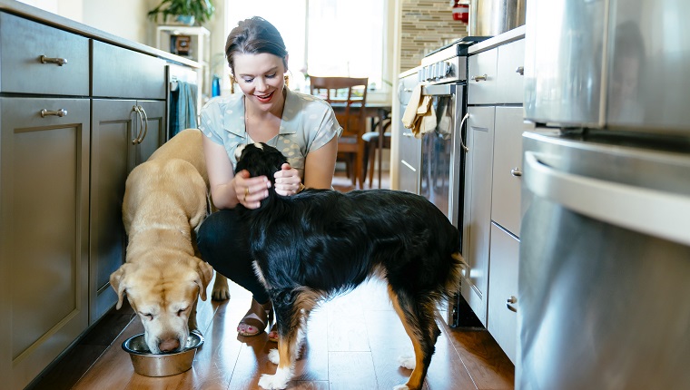 Woman feeding and petting dogs in domestic kitchen