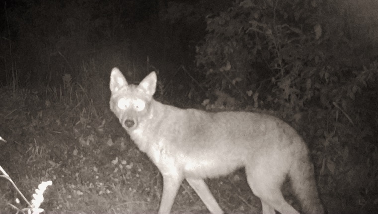 A night-vision camera snapped a photo of a Coyote in the woods. Photographed in Pembroke, Ontario, Canada.