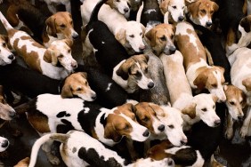 Pack of foxhounds, elevated view