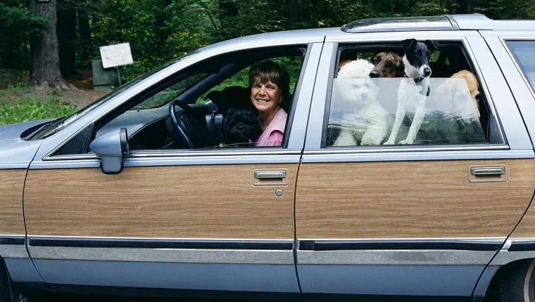 Woman driving car with dogs, smiling, side view