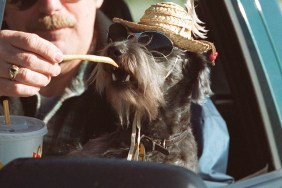 Two year old "snoodle," (snauser poodle mix) Guy, 2, wearing sunglasses and a straw hat, snacks on french fries from the hand of his owner Karl Wiklund. They had just come through the drive-thru at McDonalds and were chowing down together. The family who are from Bancroft, were in Hamilton visiting Karl's mom. I asked Karl why the dog was in the glasses and hat, and he replied, "for the UV rays." But the truth is closer to the fact that Karl and his wife Carmen own a tent and trailer camp in Bancroft, so they began dressing Guy to cater to the kids there, and it caught on.(this was taken about noon)