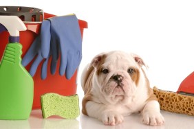 english bulldog puppy laying beside mop and bucket of cleaning supplies