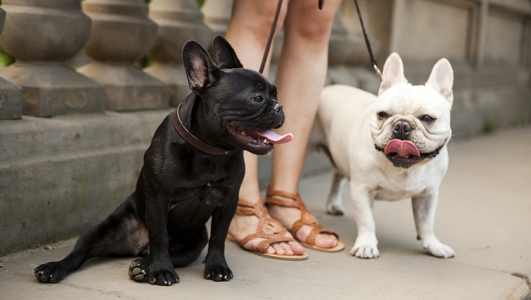 Usa, New York State, New York City, Portrait of two French Bulldogs