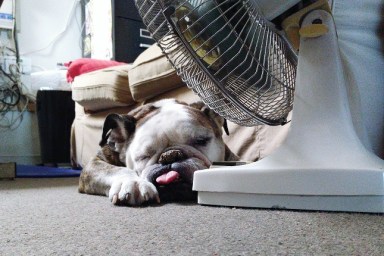 English Bulldog Relaxing By Electric Fan At Home