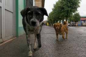 Abandon dogs at the street in Puerto Natales, Chile, South America