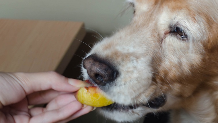 Close-up of a woman's hand feeding an peach to a dog