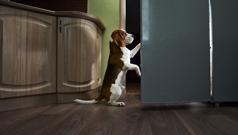 The dog in kitchen searches for something tasty.