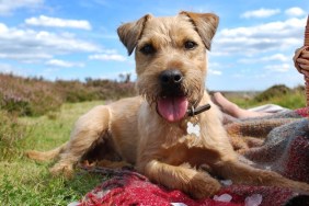 A Patterdale / Border Terrier cross laid down on a picnic blanket with a picnic basket on the edge of the frame