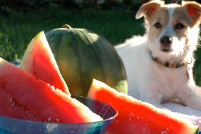dog sitting outside on a blanket with water melon.