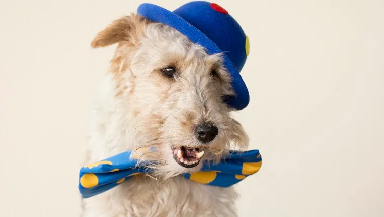 A fox terrier is dressed up like a clown and he's got the mouth open.