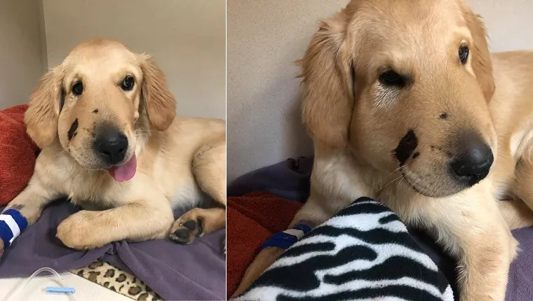 Dogs On Duty: Good Dog Who Saved Owner From Rattlesnake Looks Swollen ...