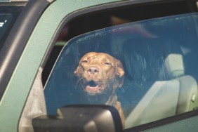 Brown pet dog sitting inside a vehicle gazing out of a window.