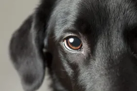 close-up of color blind dog's eye