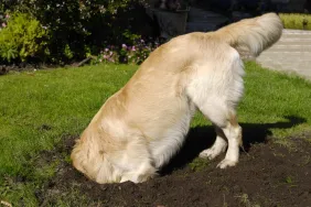 Golden Retriever dog digging in yard
