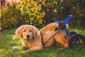 Golden retriever puppy in a wheelchair