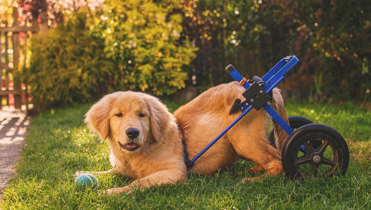 Golden retriever puppy in a wheelchair