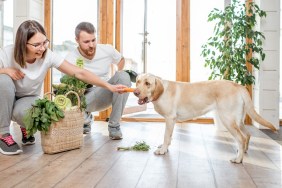 Young couple feeding their dog with healthy green food from the eco market at home