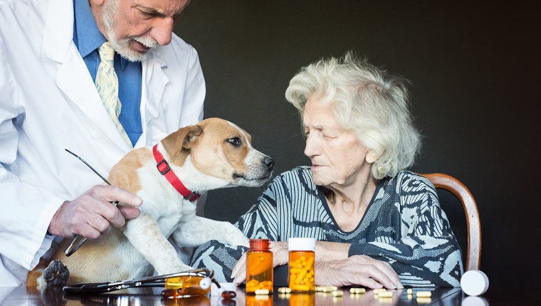 Is Ibuprofen Safe For Dogs With Allergies preview