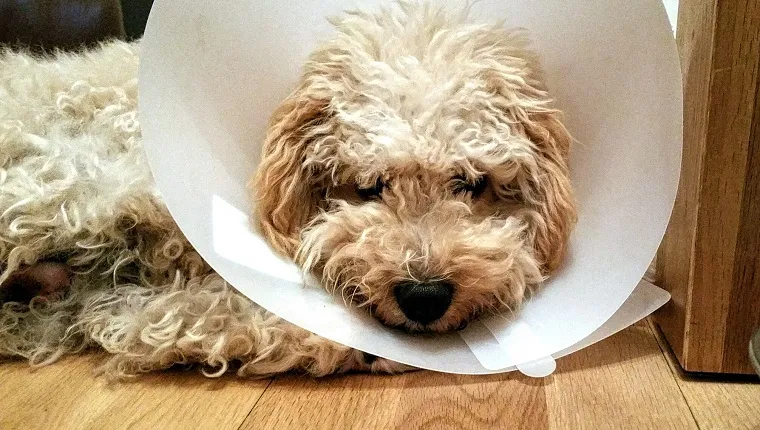 Close-Up Of Hairy Dog With Cone At Home