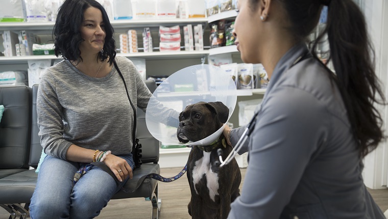 Veterinarian talking to woman with dog wearing cone
