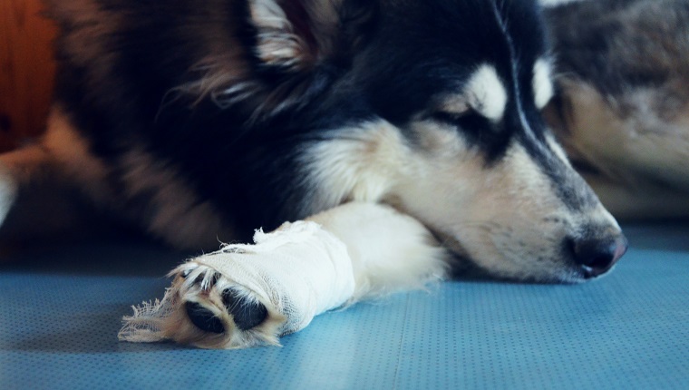 Tired Siberian Husky must stay inside with white bandage after injury on his leg