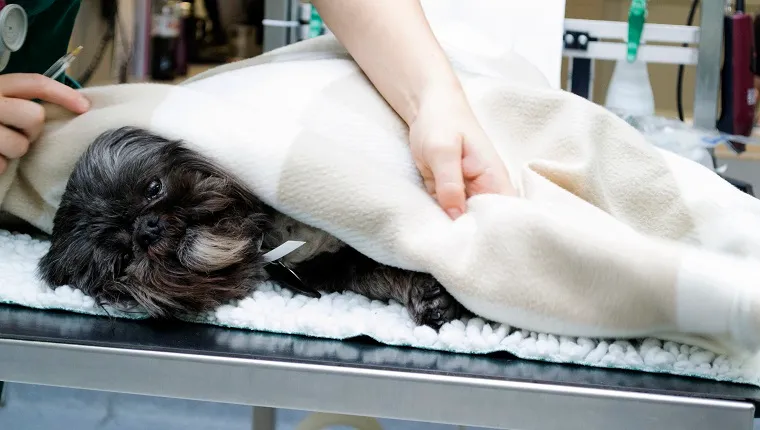 A small dog being covered with a blanket by a nurse at an animal hospital.