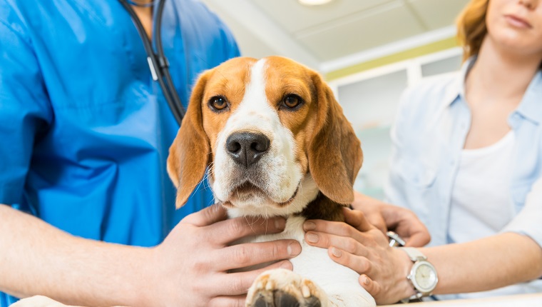 Doctor examining Beagle dog with woman assistant at veterinary clinic