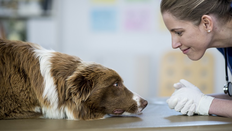 A Caucasian female veterinarian is indoors at a pet clinic. She is wearing medical clothing. She is about to examine a big dog lying on the table. She is looking at its face close-up.