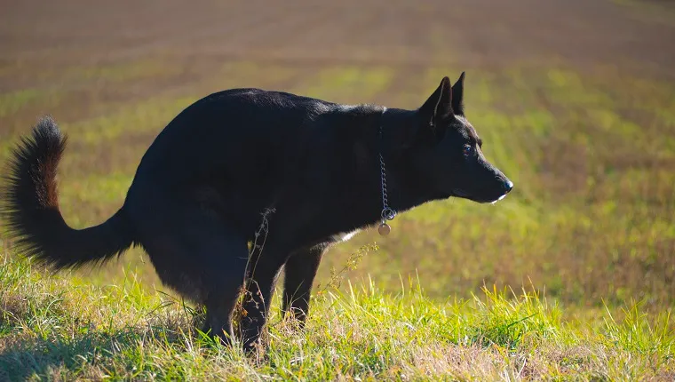 a black dog while pooping on a field
