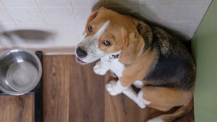 The Beagle dog is sad waiting for food near the empty bowl