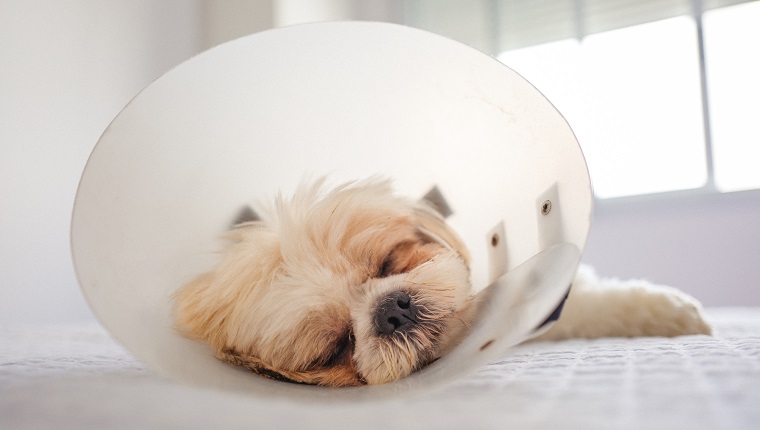 Portrait Of Shih Tzu With Protective Cone Collar after a Operation.